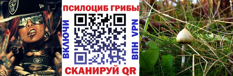 закладка hydra tor Псилоцибиновые грибы Psilocybe Тында